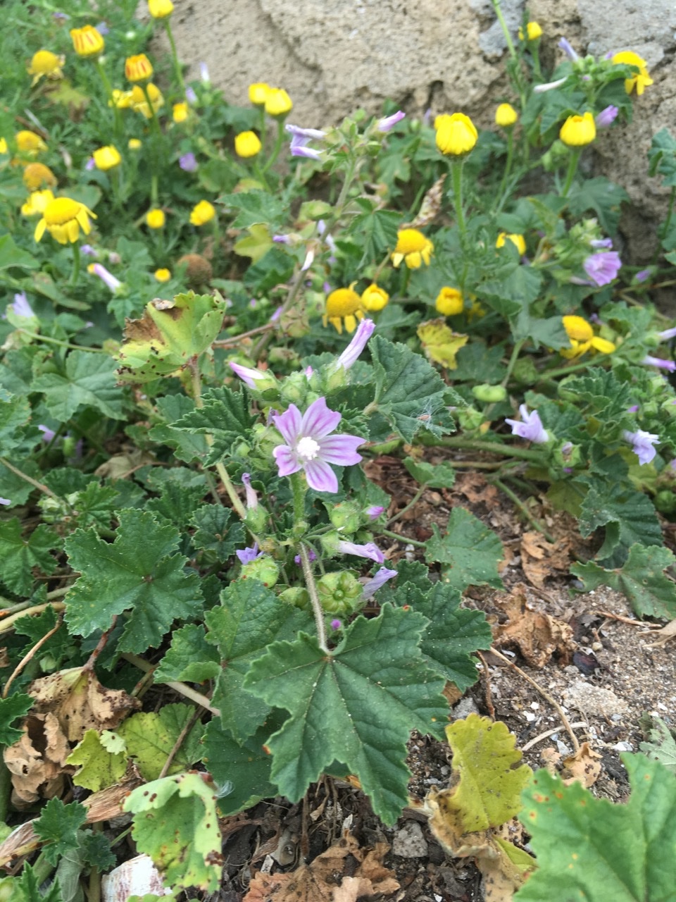 Malva nicaeensis.jpg