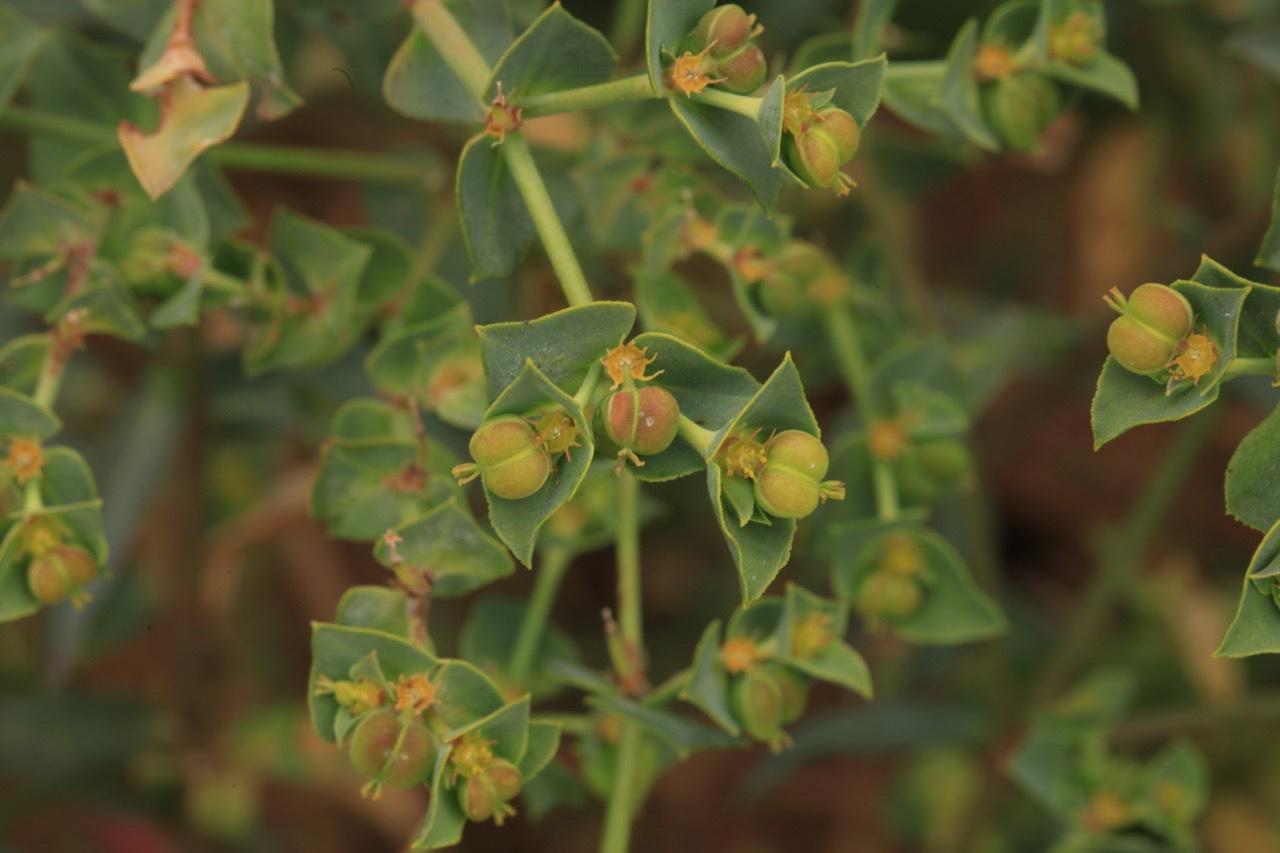 Euphorbia terracina.jpg