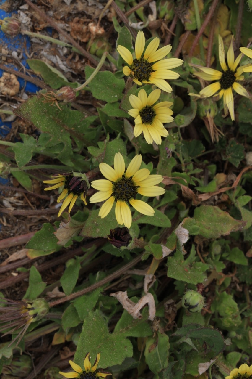 Arctotheca calendula .jpg