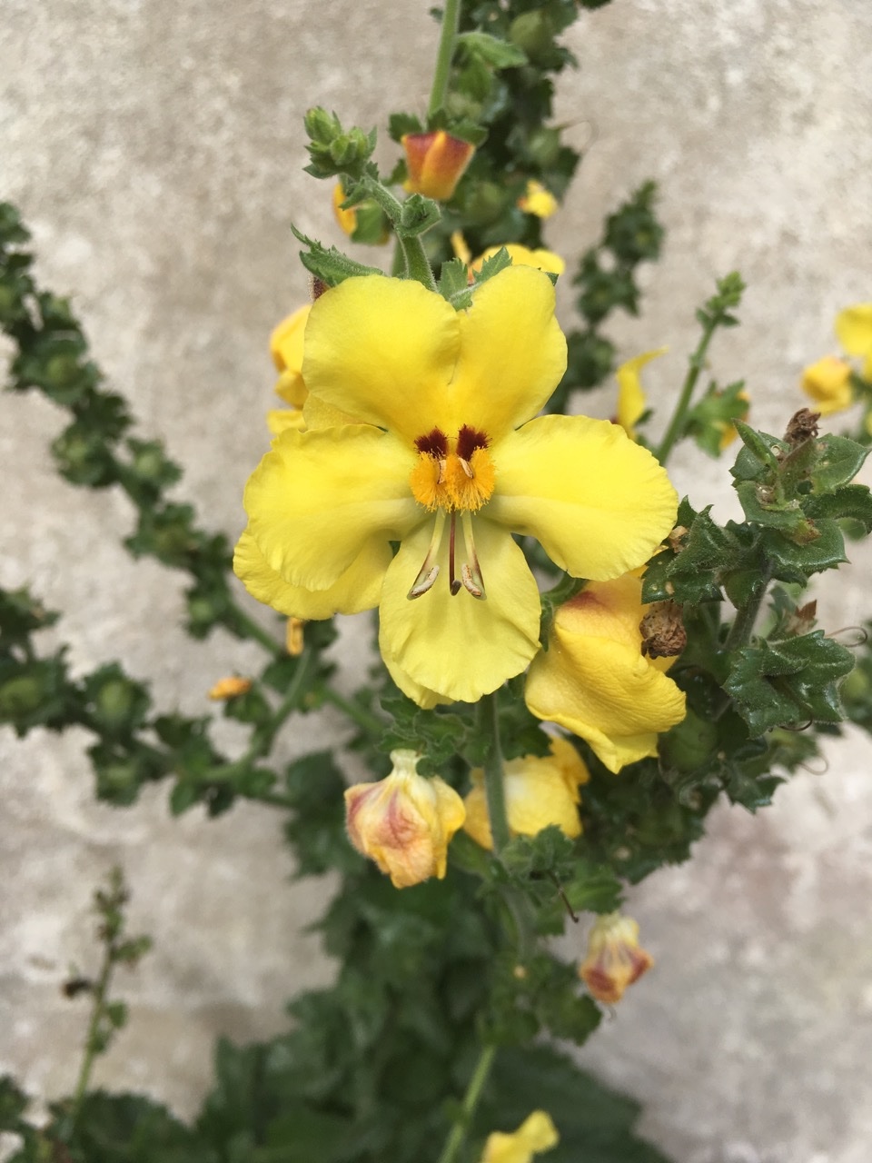 Verbascum pseudocreticum, 1.jpg