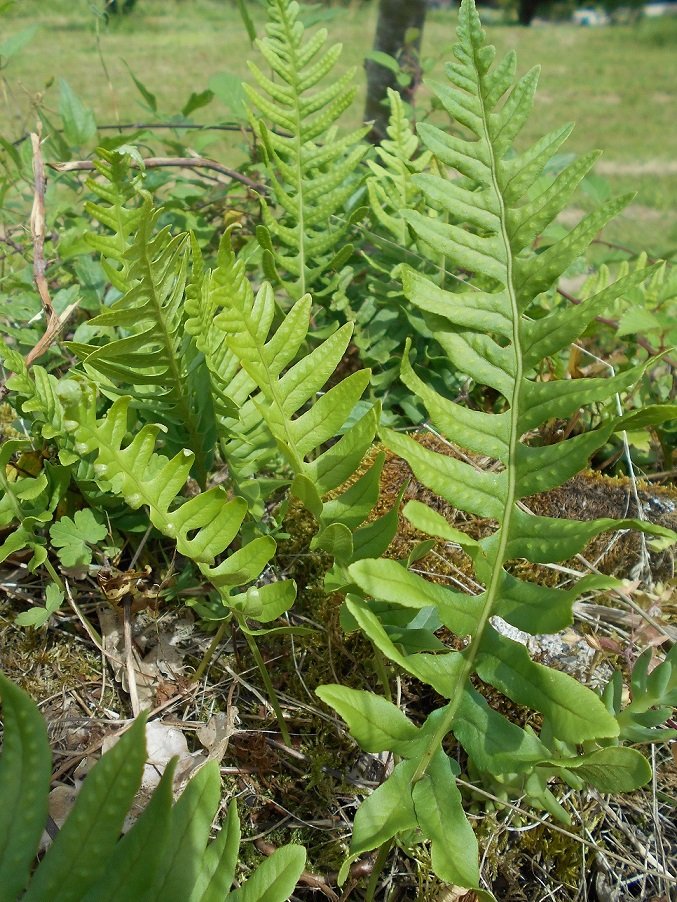 Polypode commun (DOUTE) - Copie.JPG