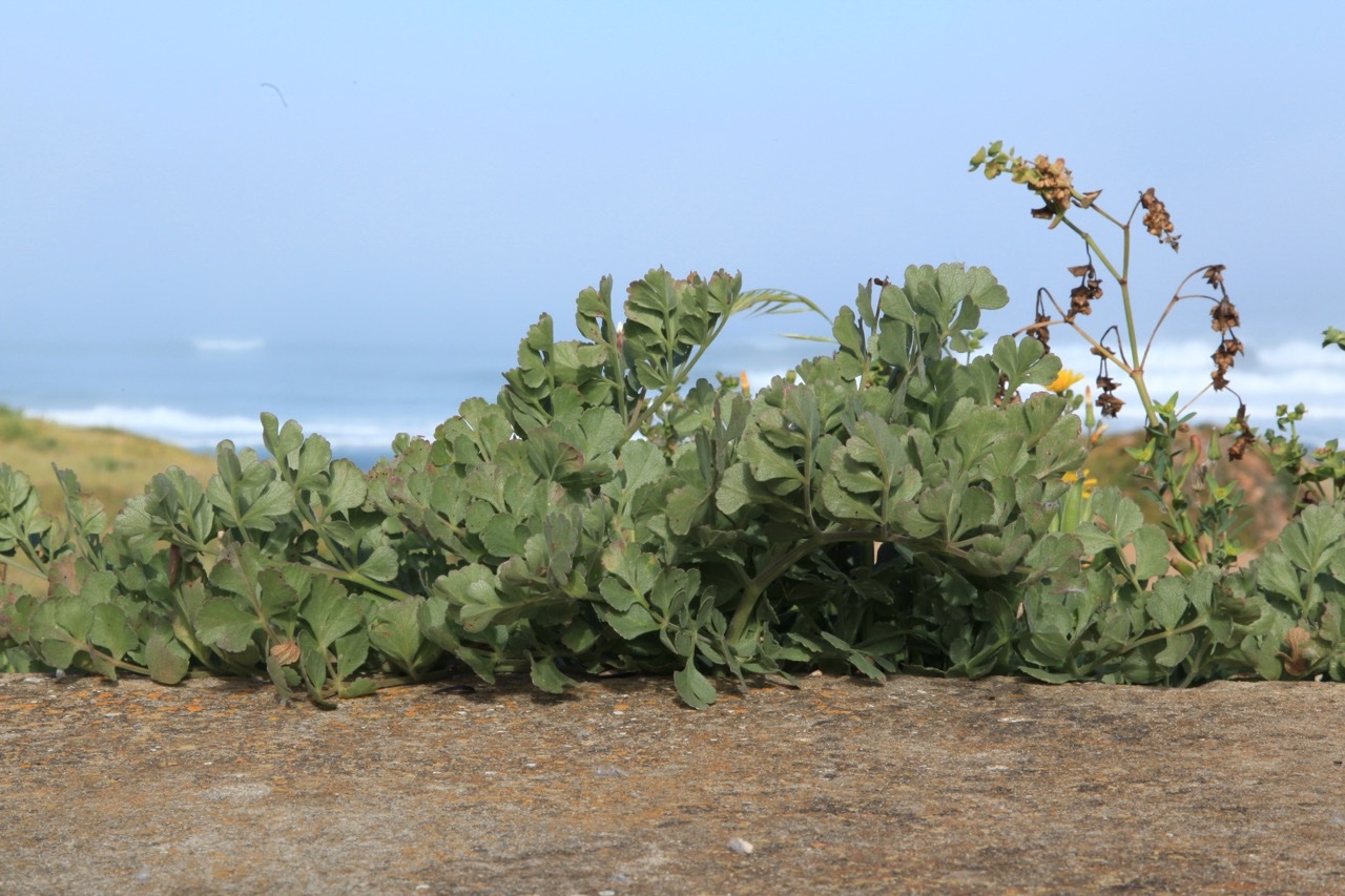 Pimpinella villosa 2 .jpg