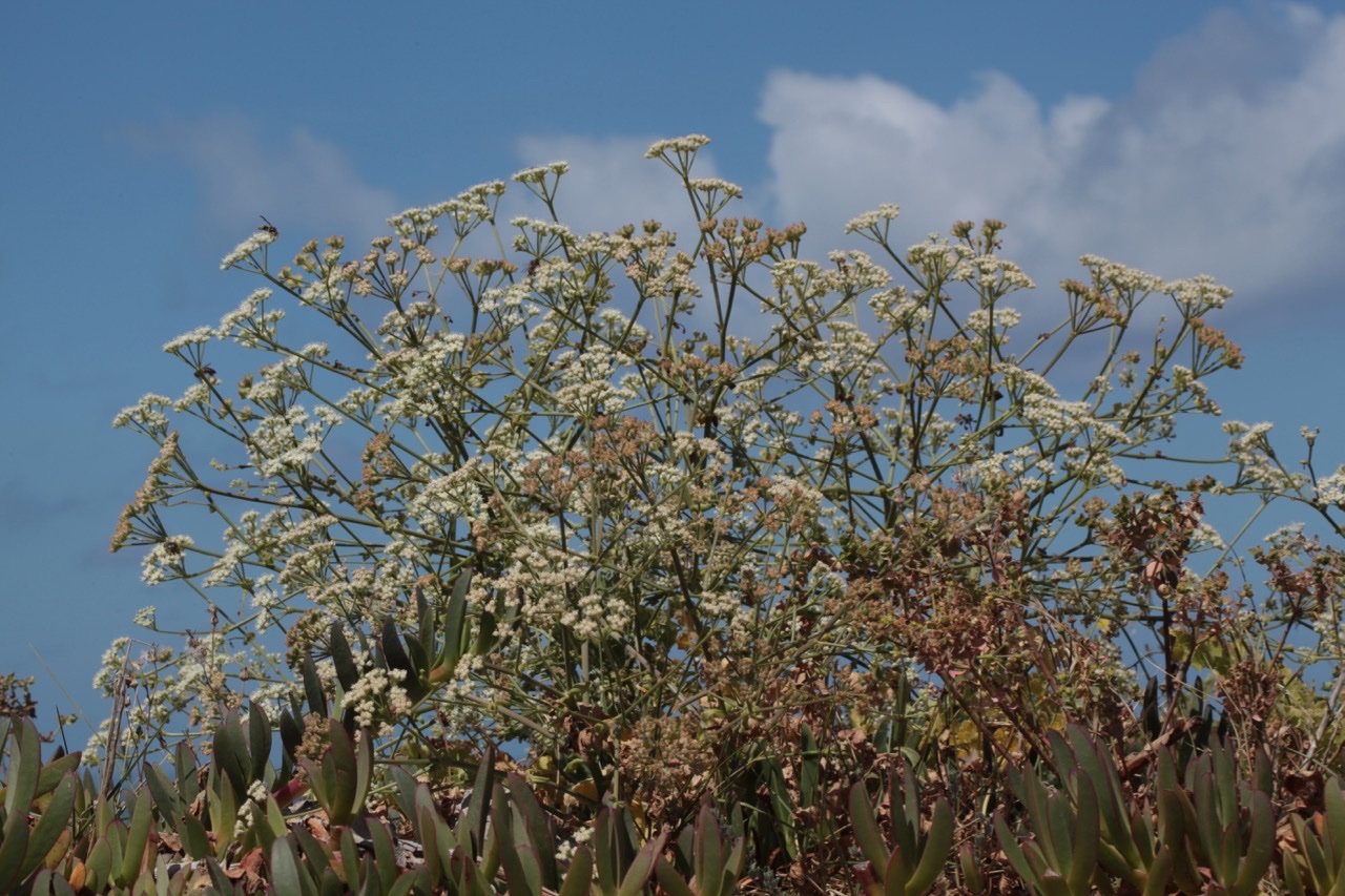 Pimpinella villosa.jpg