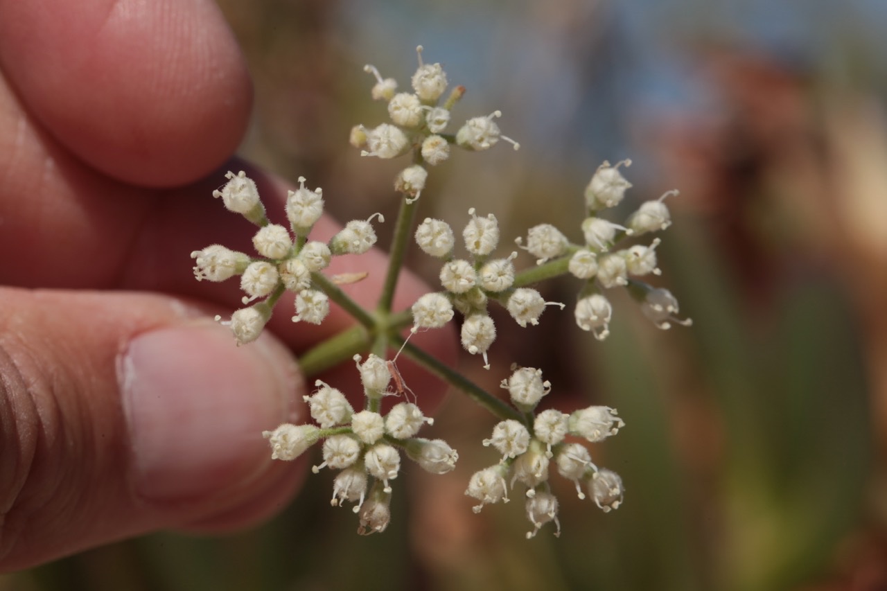 Pimpinella villosa 1.jpg