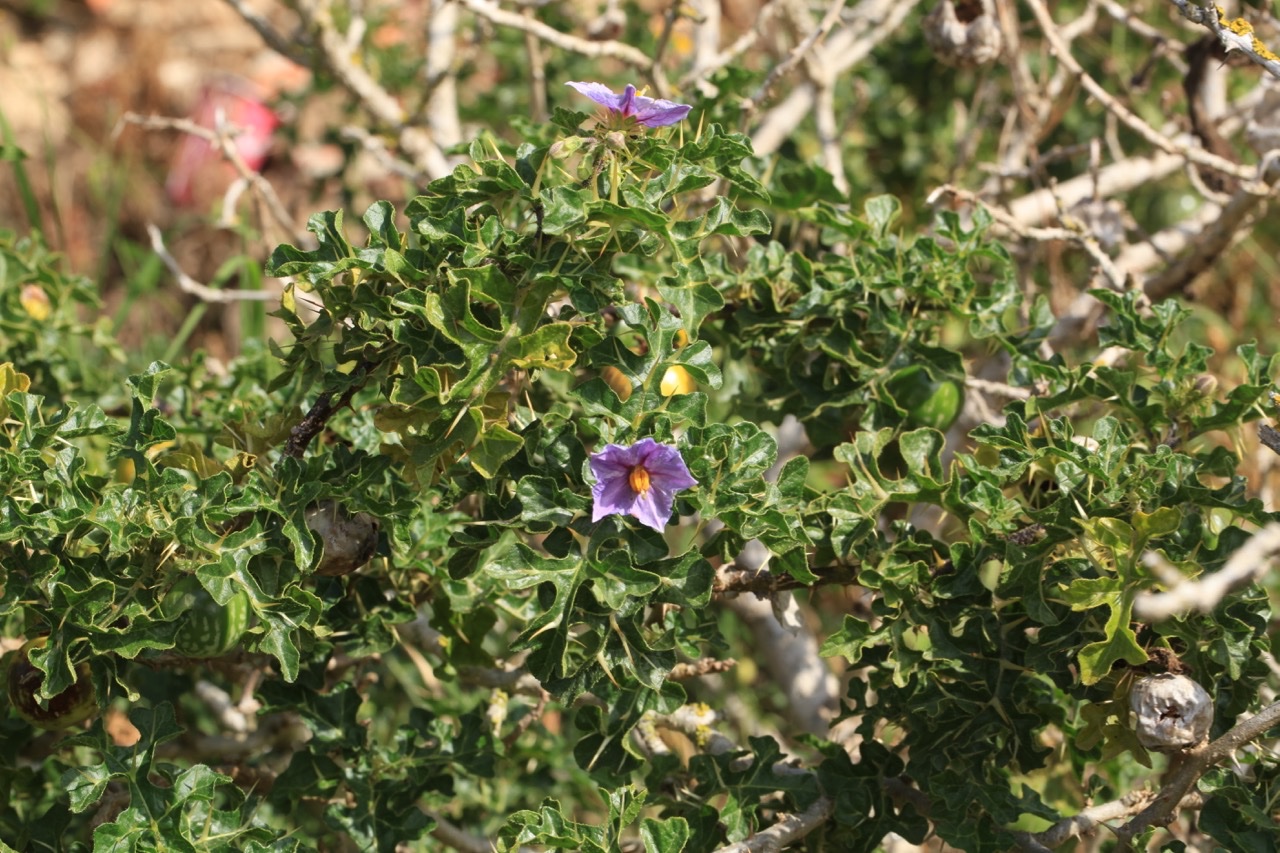 Solanum linaaeum .jpg