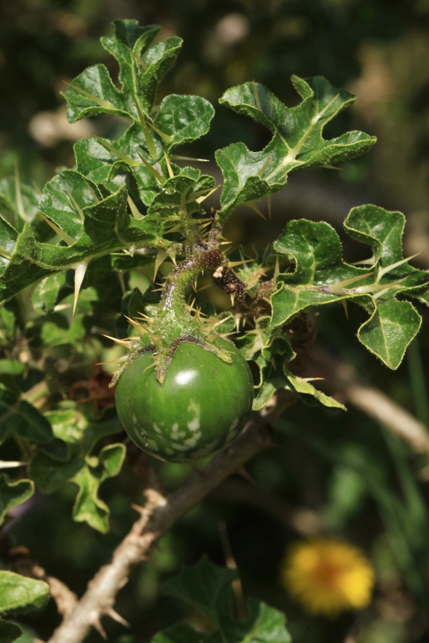 Solanum linnaeum.jpg