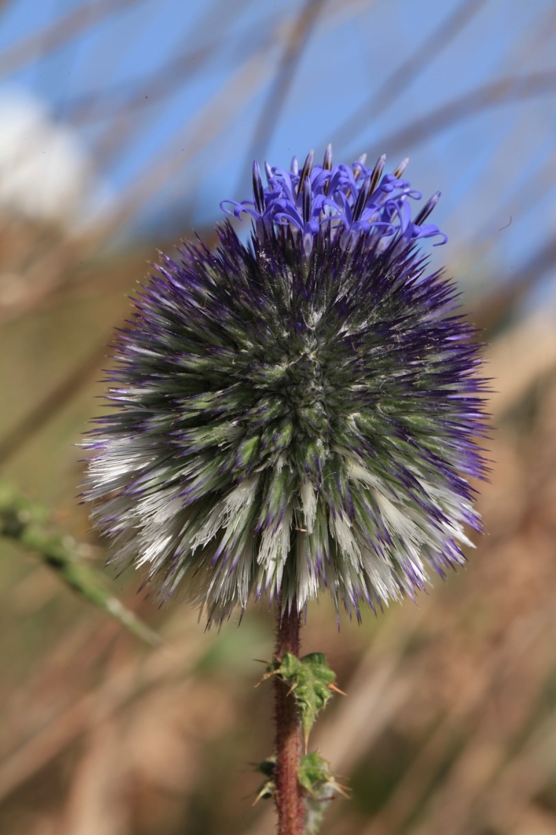 Echinops spinosissimus subsp. bovei (Boiss) Greuter.jpg