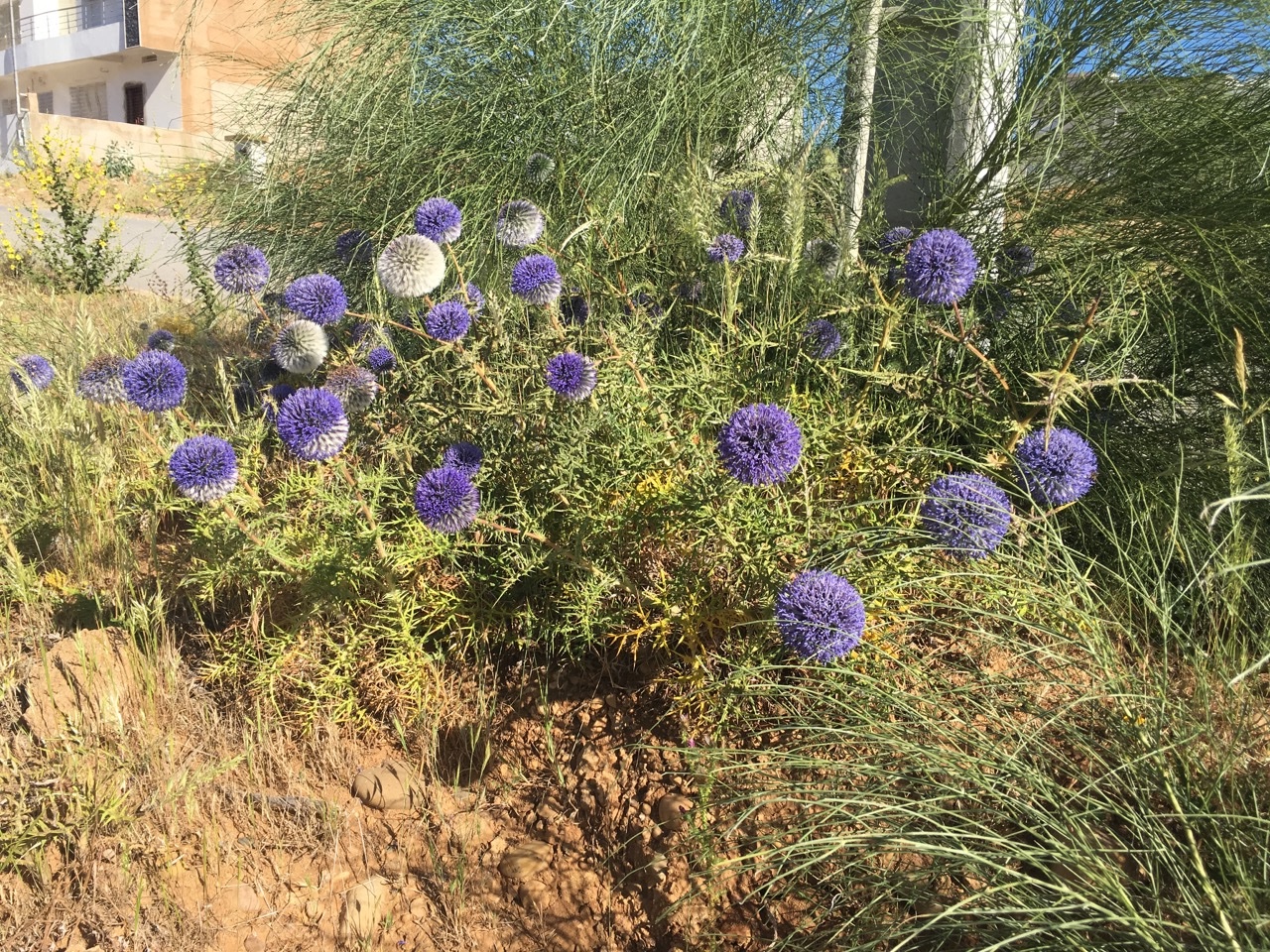 Echinops spinosissimus subsp. bovei (Boiss) Greuter 1.jpg