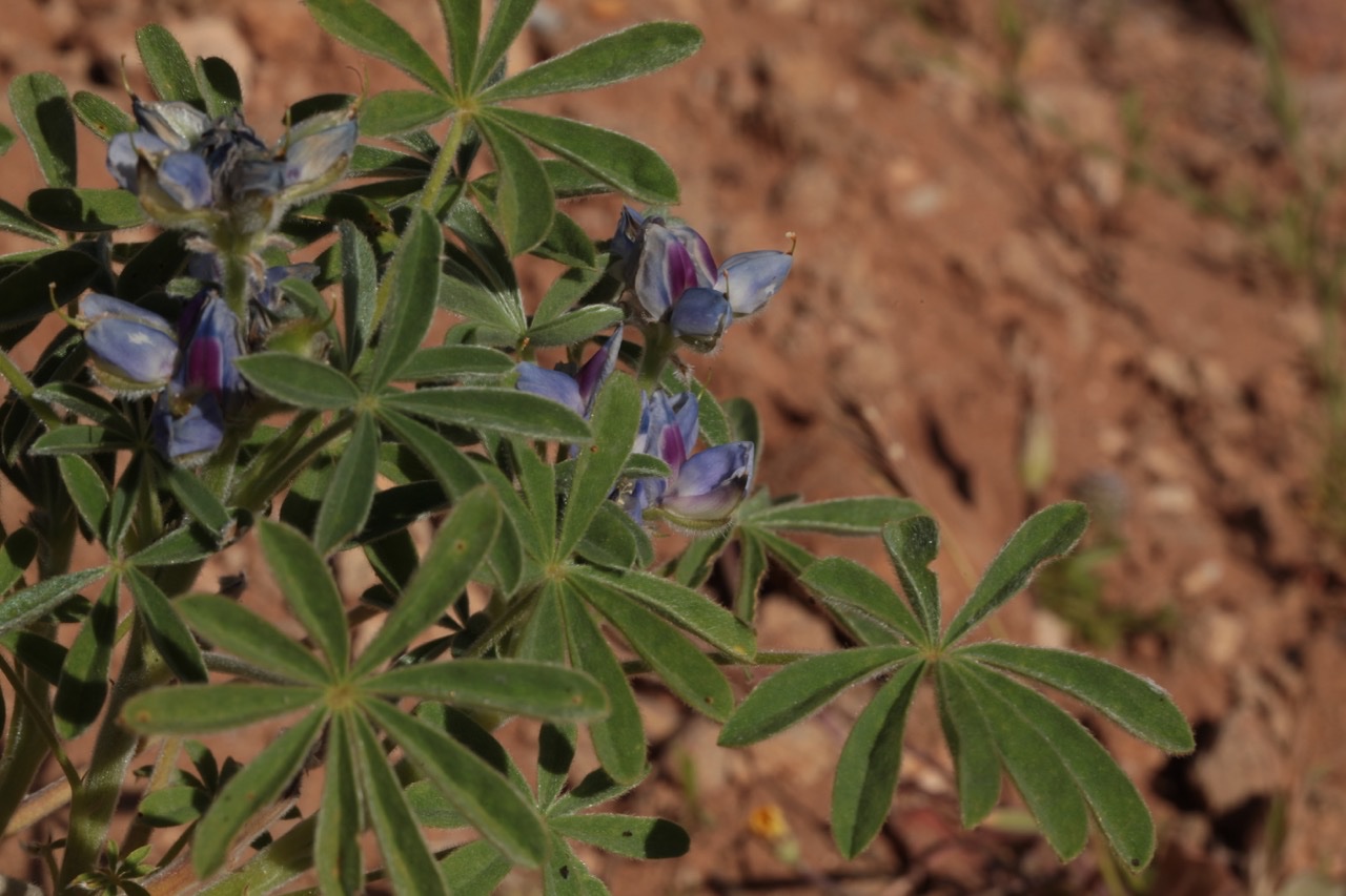 Lupinus atlanticus 1.jpg