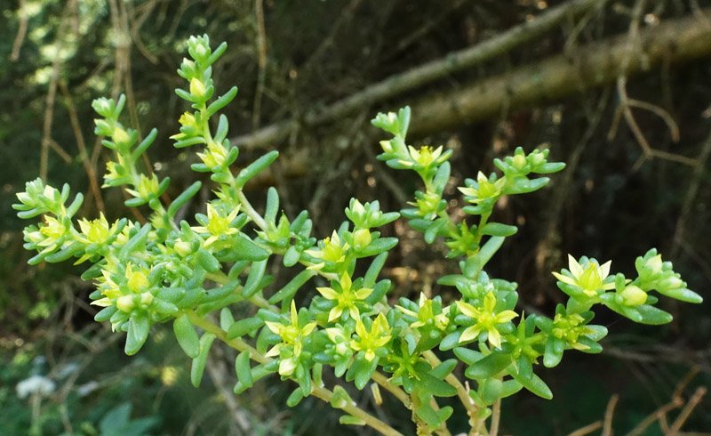 Crassulacées - Sedum sp (Orpin ) - Champagny Vanoise 1600 m red1.jpg