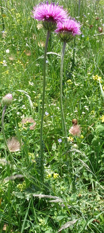 Astèracées - Carduus defloratus (Chardon à pédoncules nus) - Champagny Vanoise 2100m red 1.jpg