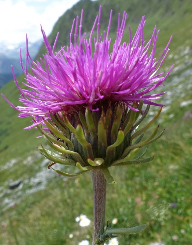 Astèracées - Carduus defloratus (Chardon à pédoncules nus) - Champagny Vanoise 2100m red 2.jpg