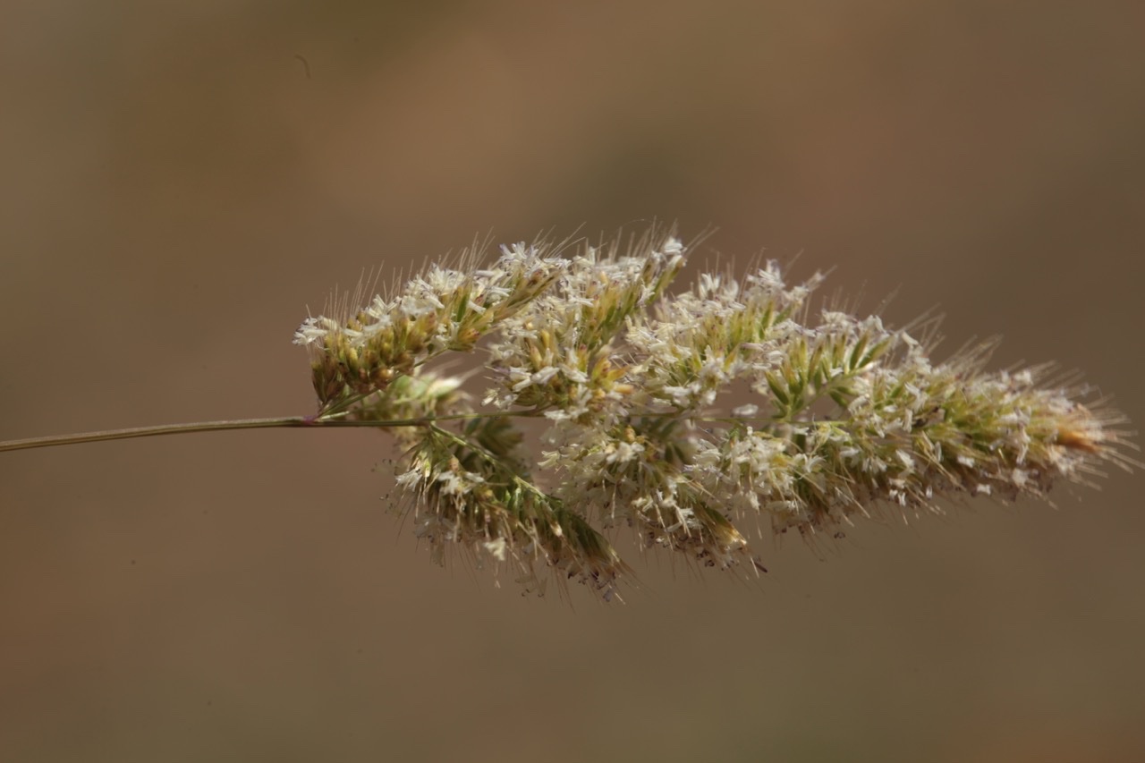 Trisetaria panicea.jpg