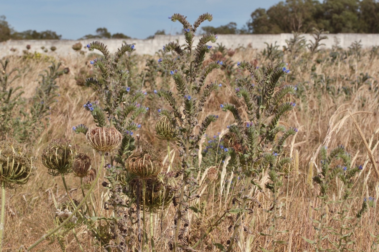 Echium sabulicola.jpg