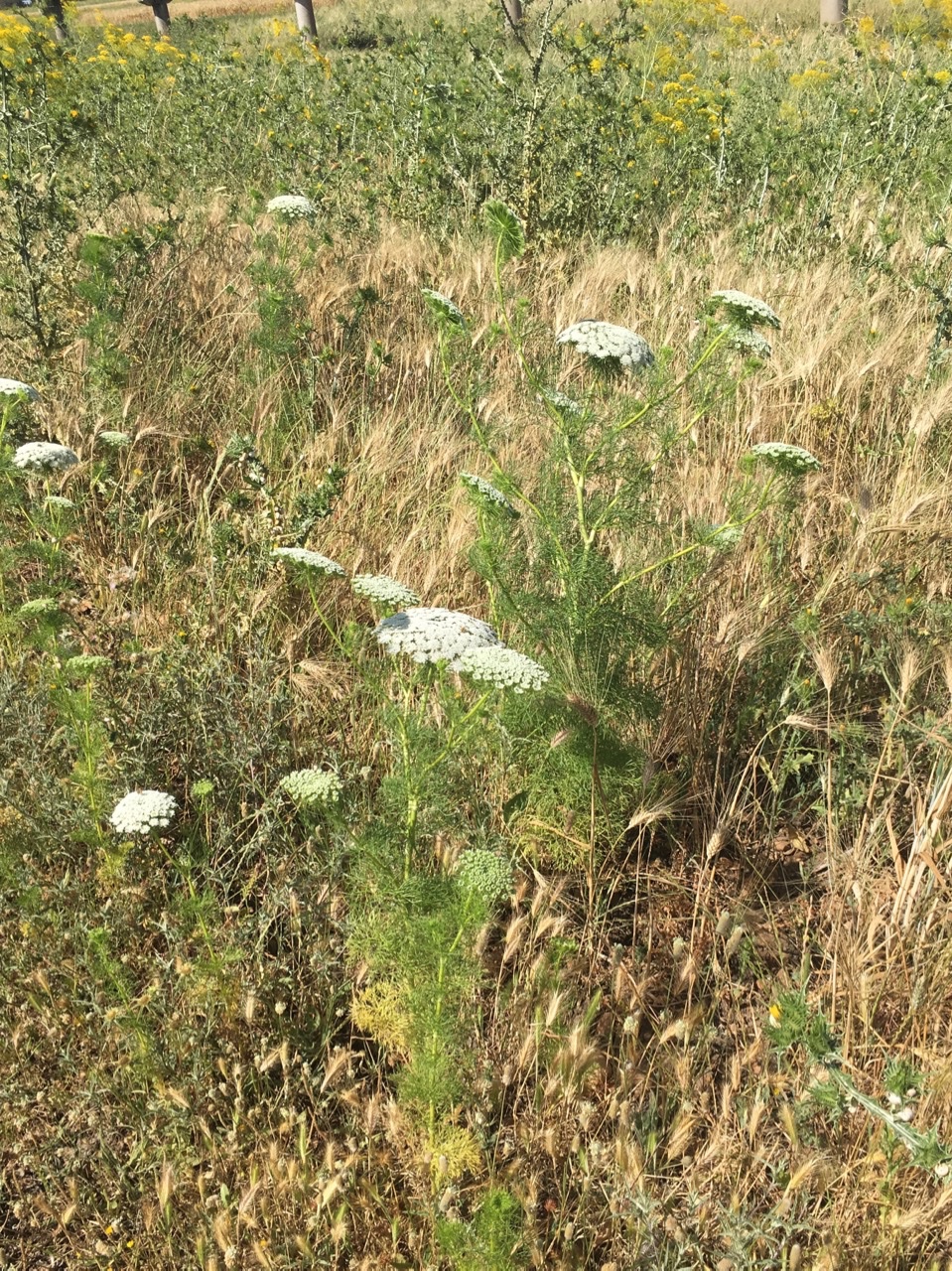 Visnaga daucoides .jpg