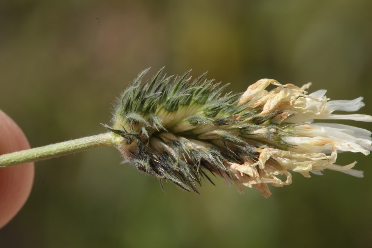 Trifolium alexandrinum.jpg