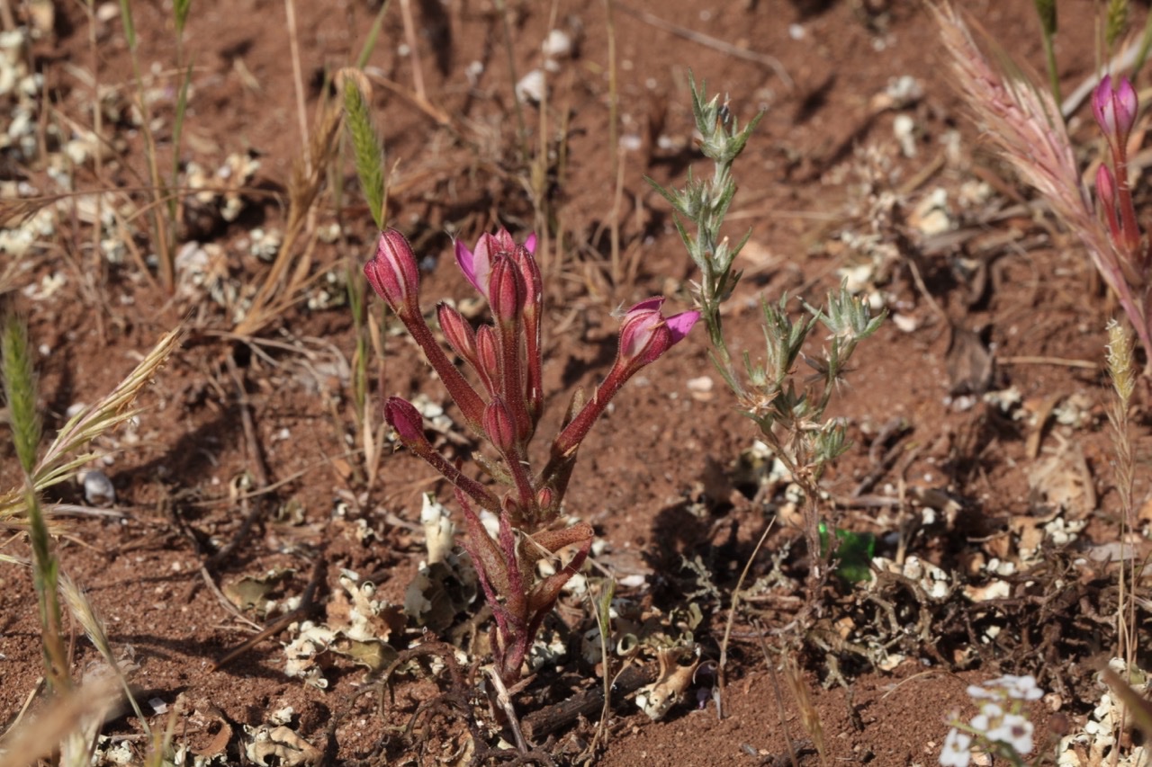 Pistorinia breviflora subsp. breviflora 1 .jpg