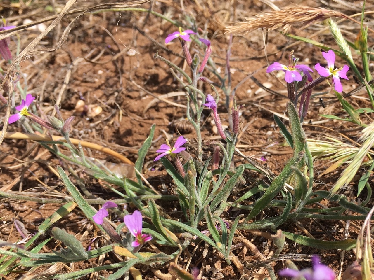 Malcolmia lacera subsp. broussonetii .jpg