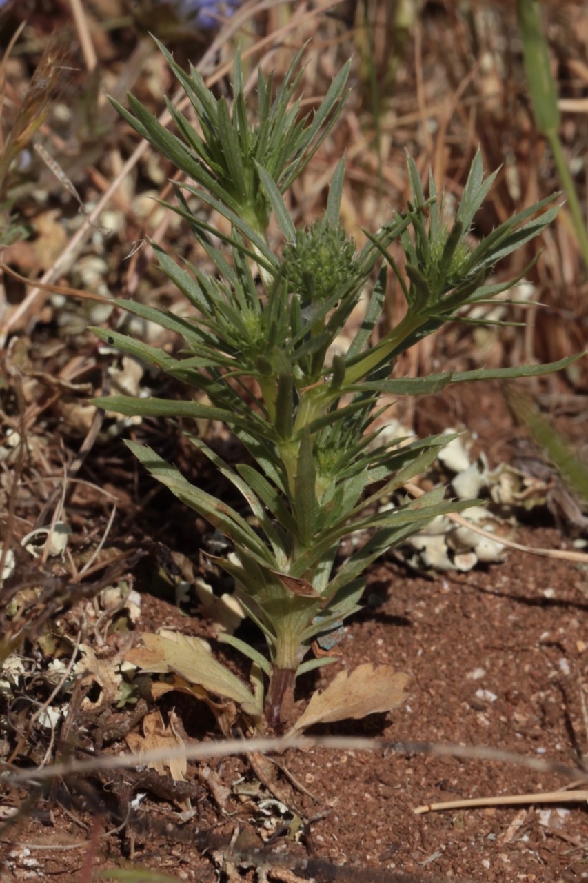 Eryngium tenue.jpg