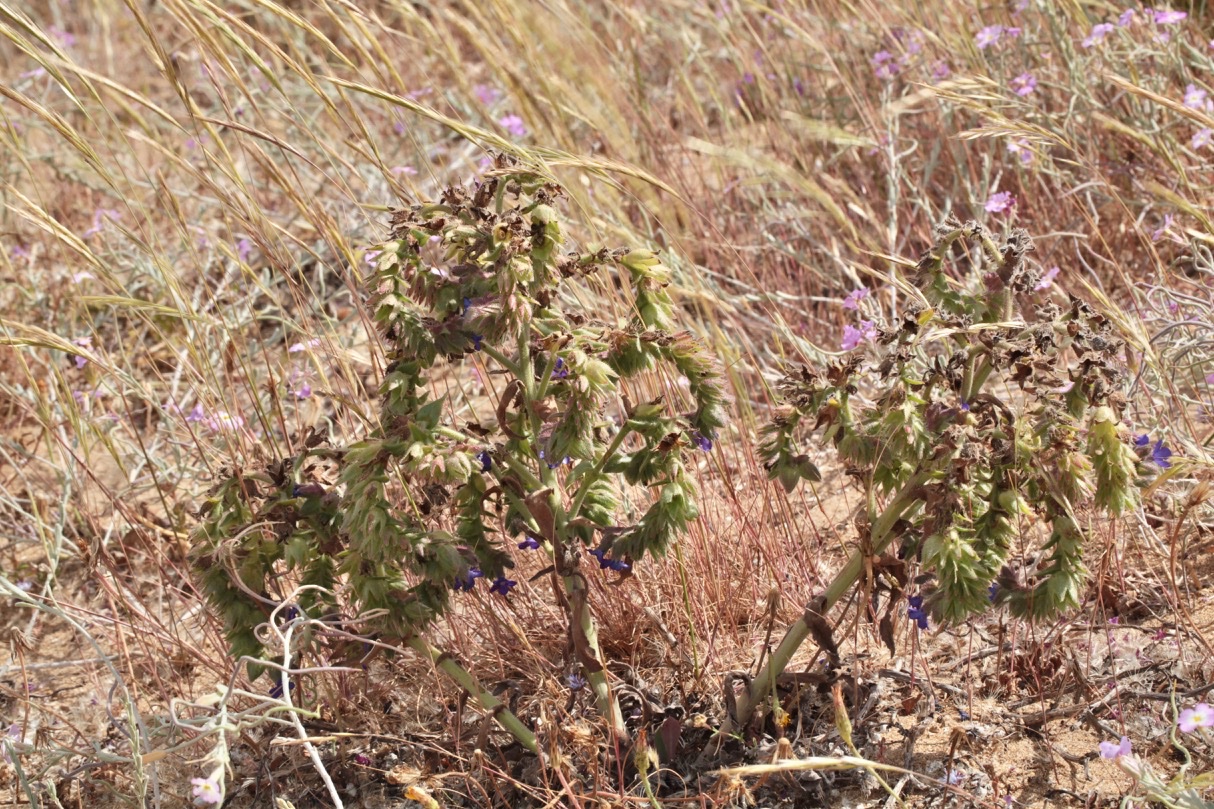 Anchusa calcarea 1.jpg