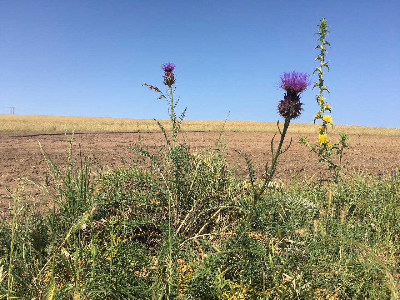 Cynara humilis + Scolymus grandiflorus.jpg