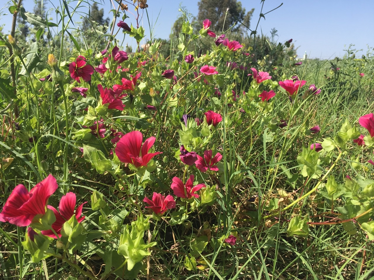 Malope trifida.jpg