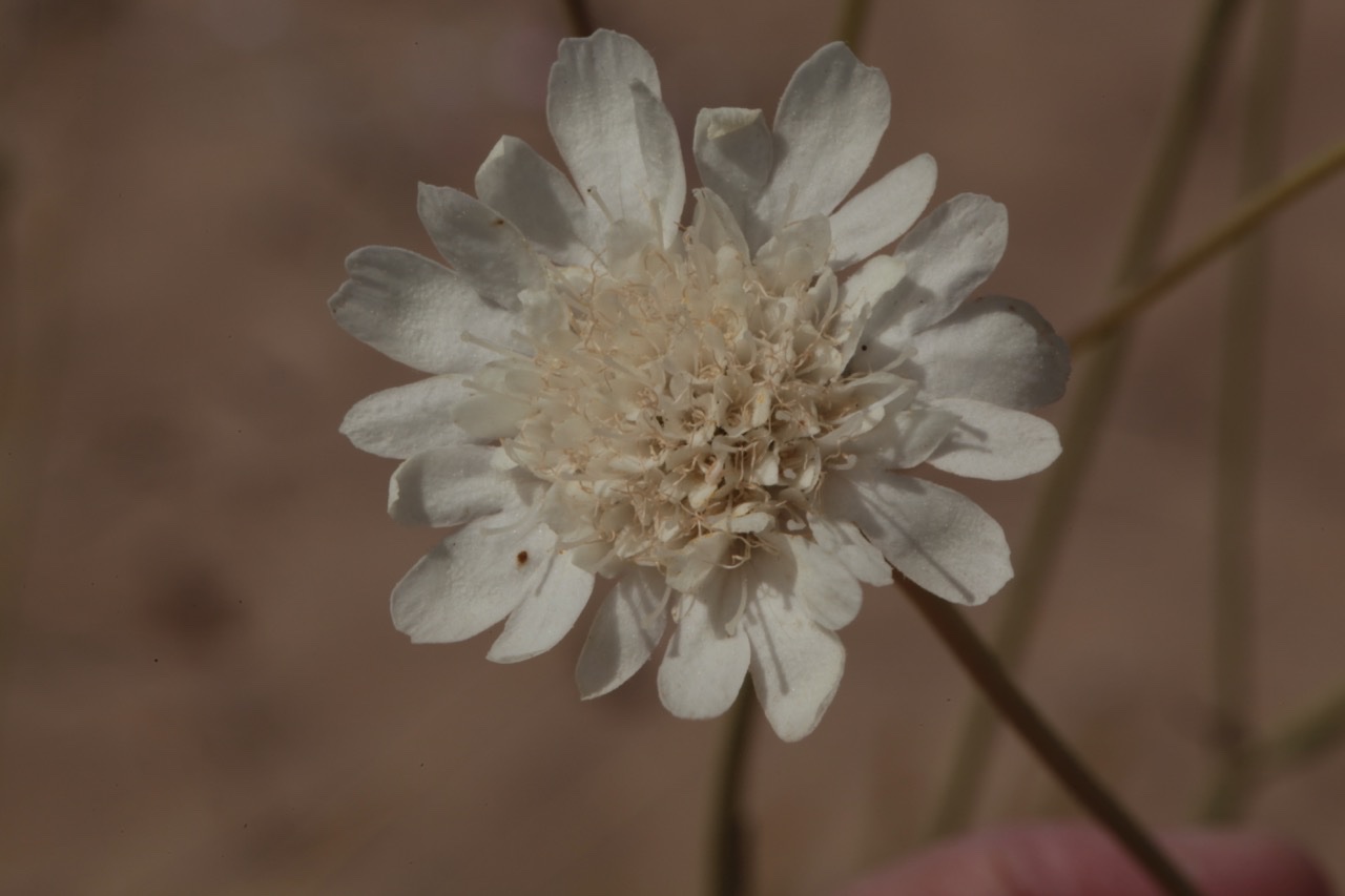 Lomeliosa rutifolia.jpg