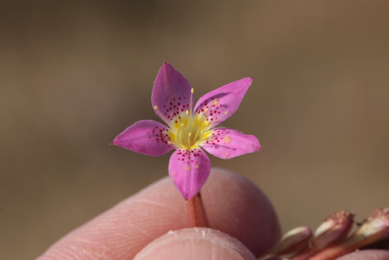 Pistorinia breviflora subsp. breviflora.jpg