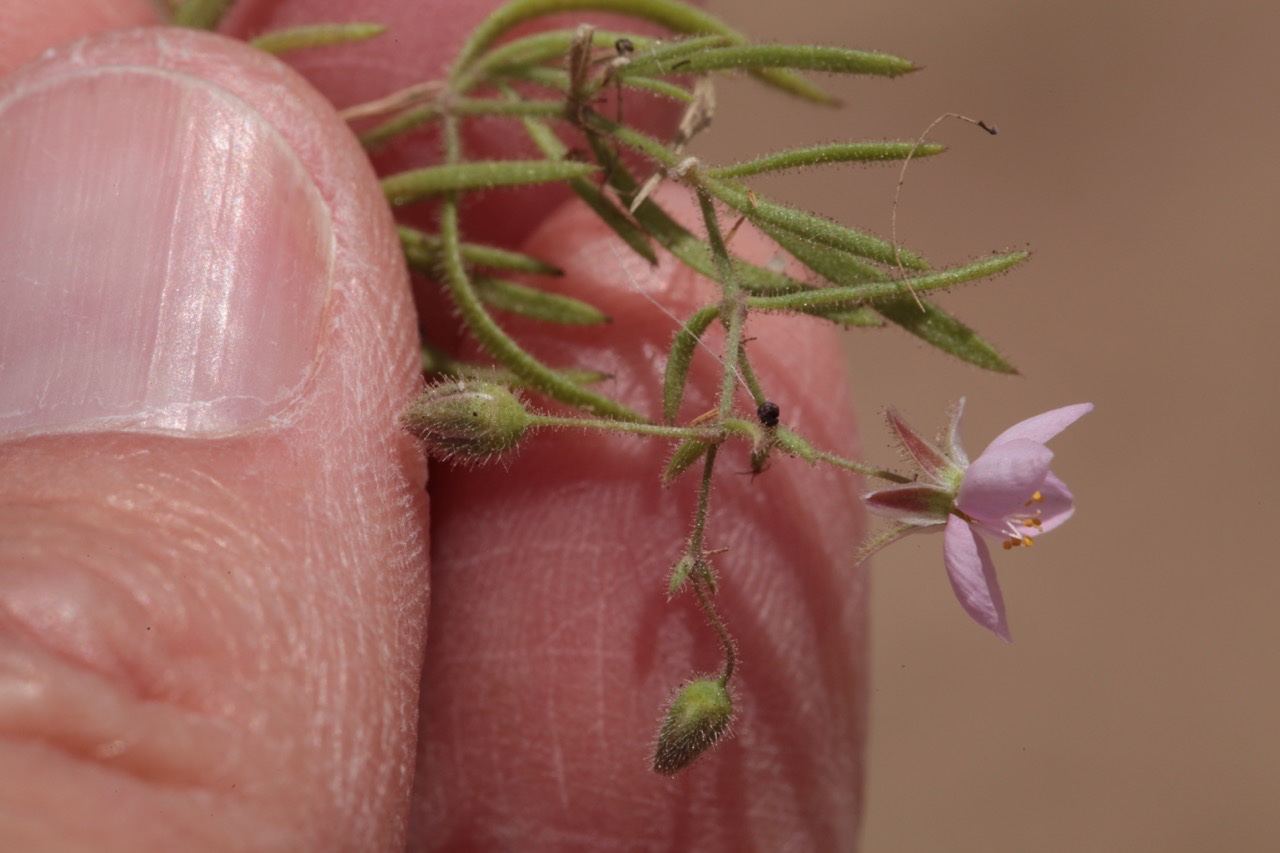 Minuartia geniculata 1.jpg