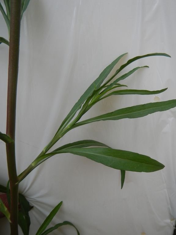 DSCN0630_resultat.JPG