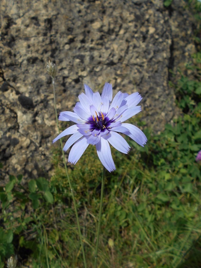 Chicorée (DOUTE) - Copie.JPG