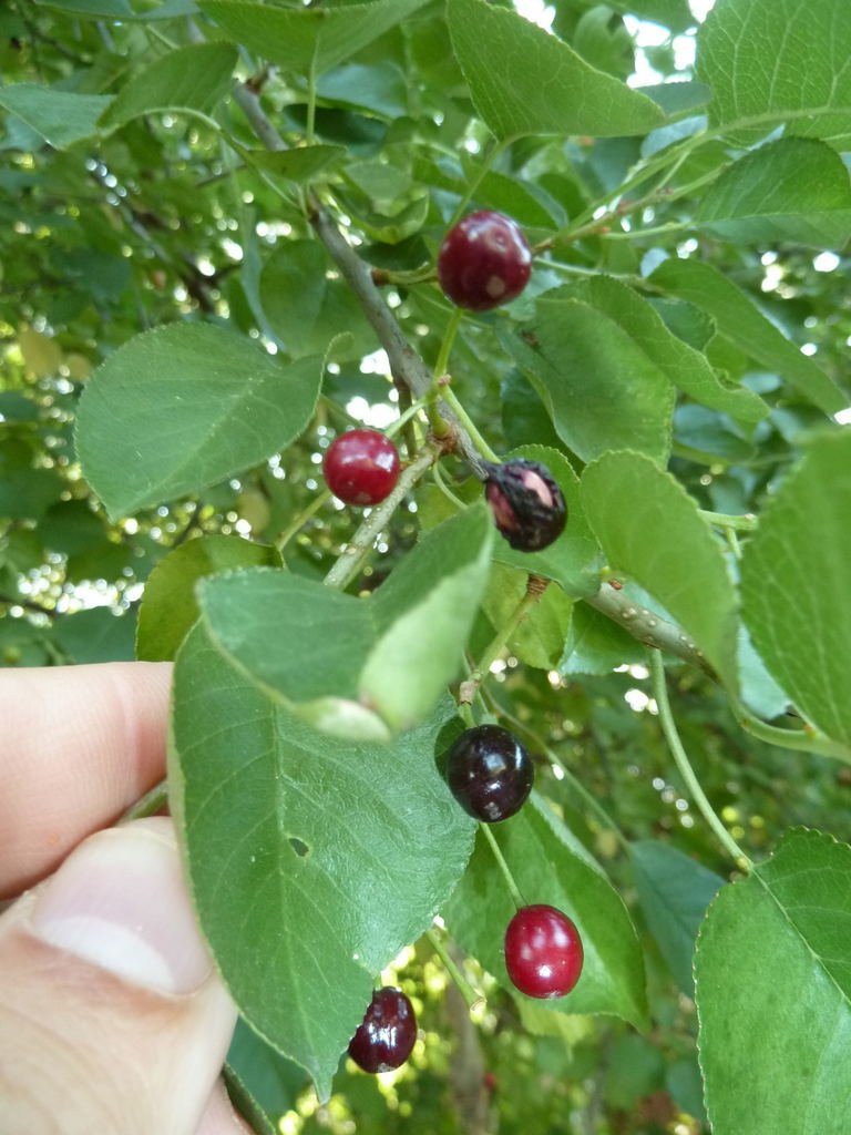 Feuilles et fruits