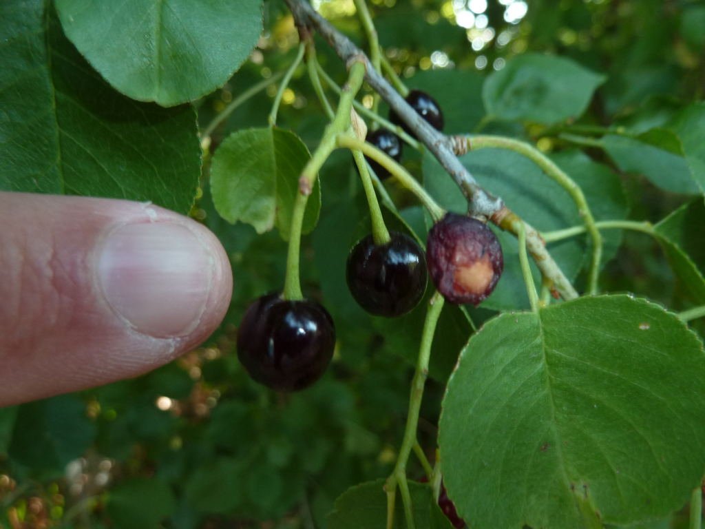 Fruits plus ou moins murs, et noyaux