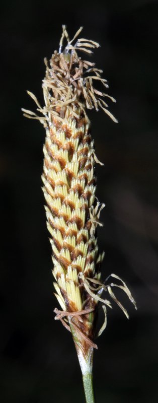 Cypéracées - Carex sp - red2.jpg