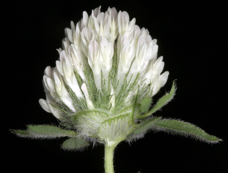 Fabacées - Trifolium X - Red Andalousie 2.jpg