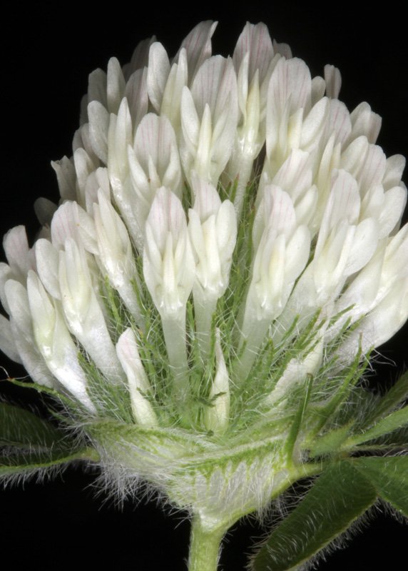 Fabacées - Trifolium X - Red Andalousie 3.jpg