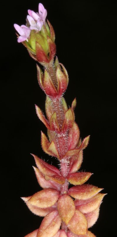 Asperula sp - Sierra de Cazorla red 1.jpg