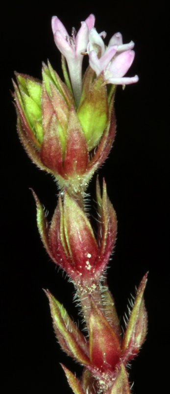 Asperula sp - Sierra de Cazorla red 2.jpg