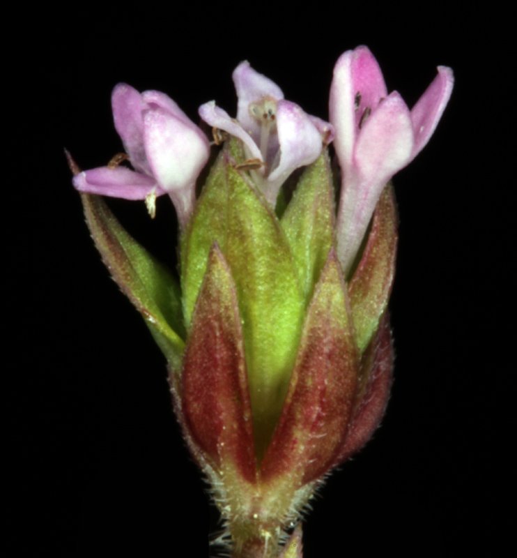 Asperula sp - Sierra de Cazorla red 3.jpg