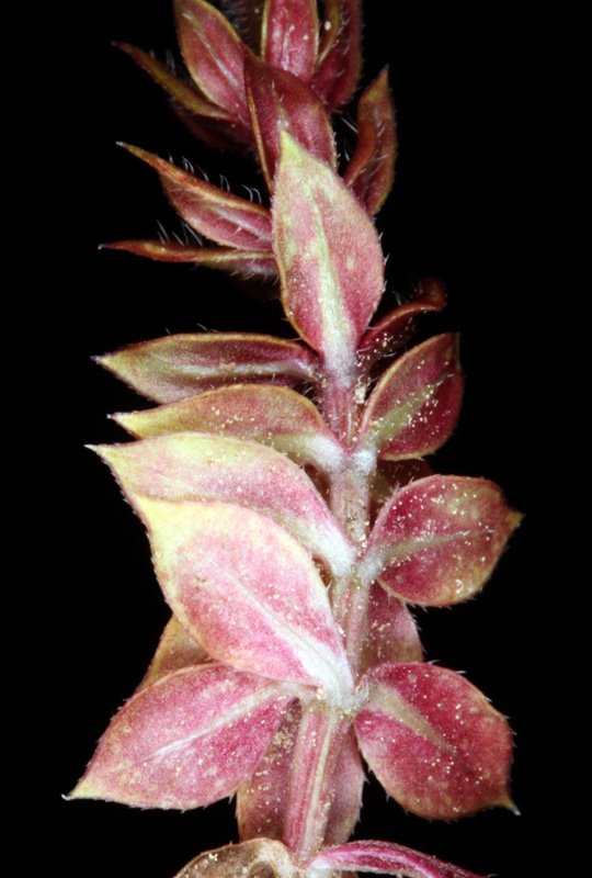 Asperula sp - Sierra de Cazorla red 4.jpg