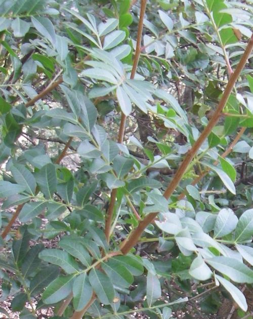 pistachier4.JPG