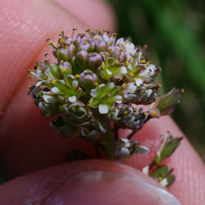 Inflorescence