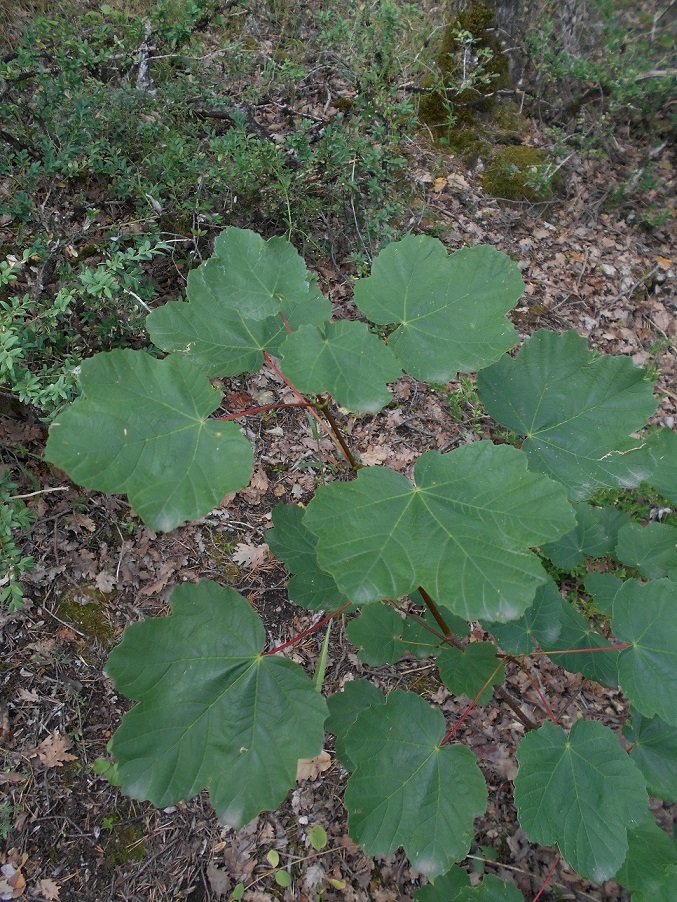 Erable à feuilles  d'obier (DOUTE) - Copie.JPG