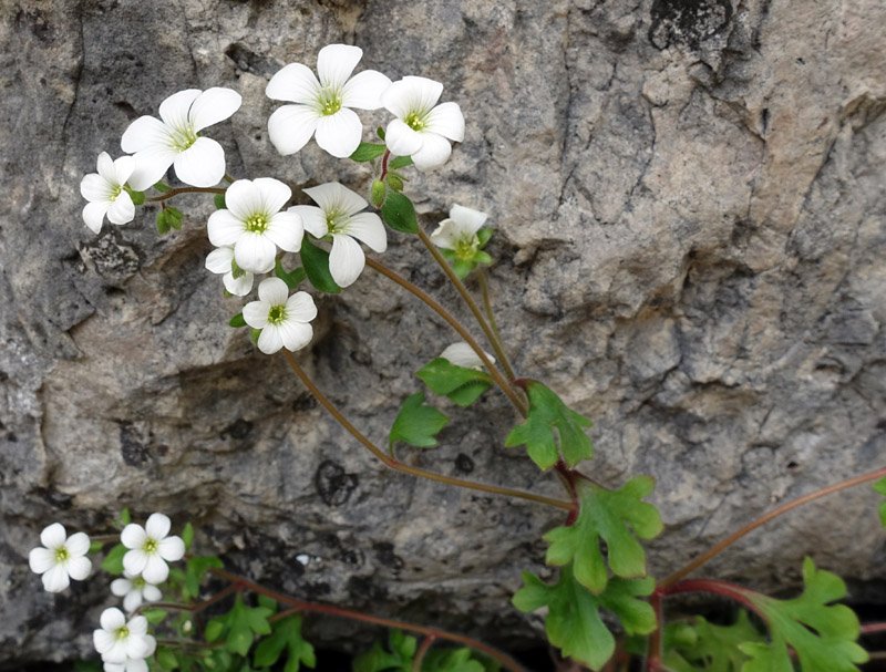 Saxifragacées - Saxifraga sp - Serrania Cuenca red1.jpg