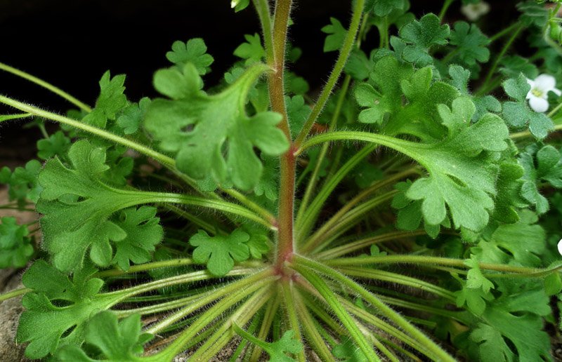 Saxifragacées - Saxifraga sp - Serrania Cuenca red2.jpg