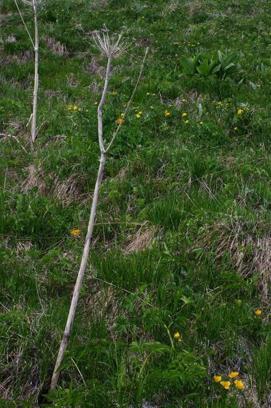 Vestiges