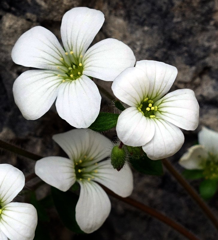 Saxifragacées - Saxifraga sp - Serrania Cuenca red3.jpg