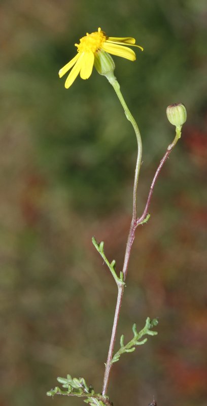 Astéracées - Senecio gallicus Grand Causse red1.jpg