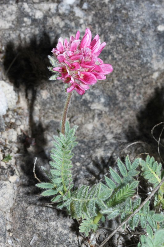 Fabacées - Anthyllis montana Grand Causse Red.jpg