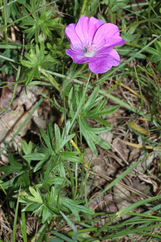 Geraniacées - Geranium sanguineum  Grand Causse red.jpg